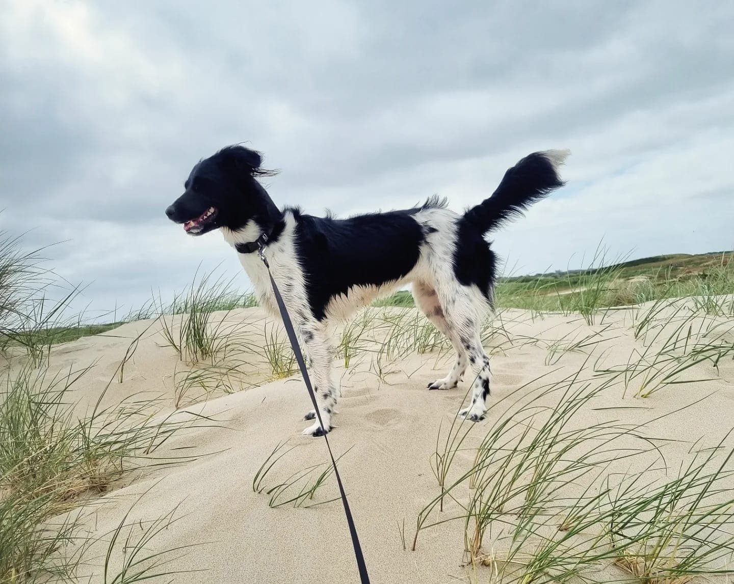 Vakantie Texel met hond