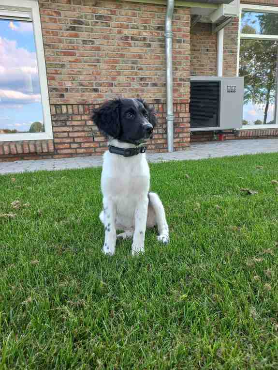 Welke halsband voor puppy?