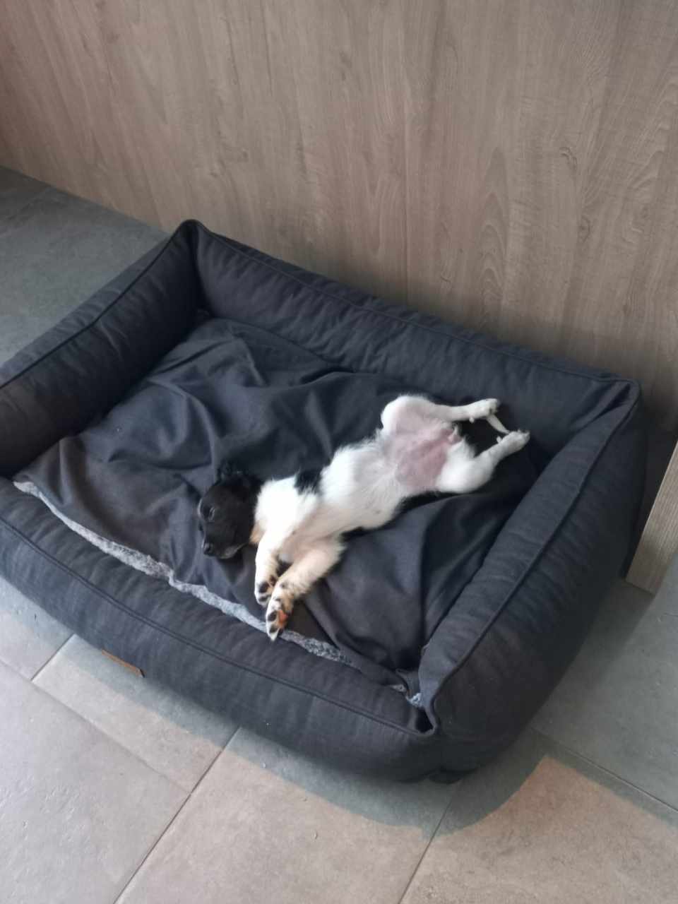 Puppy mand aanschaffen