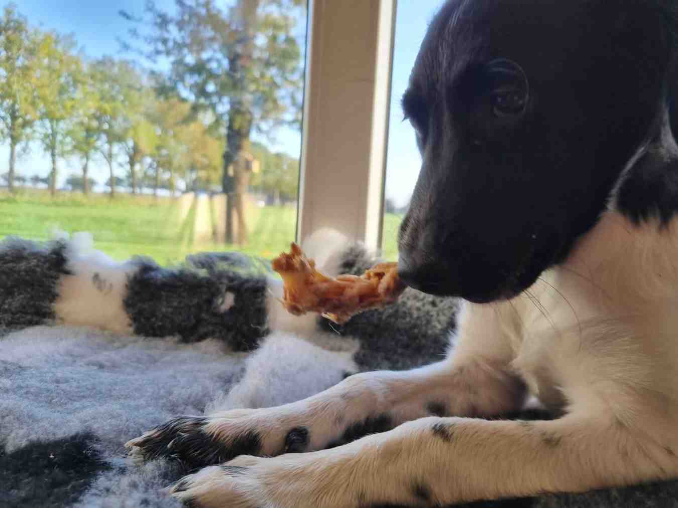 Waarom een kauwbot voor puppy?