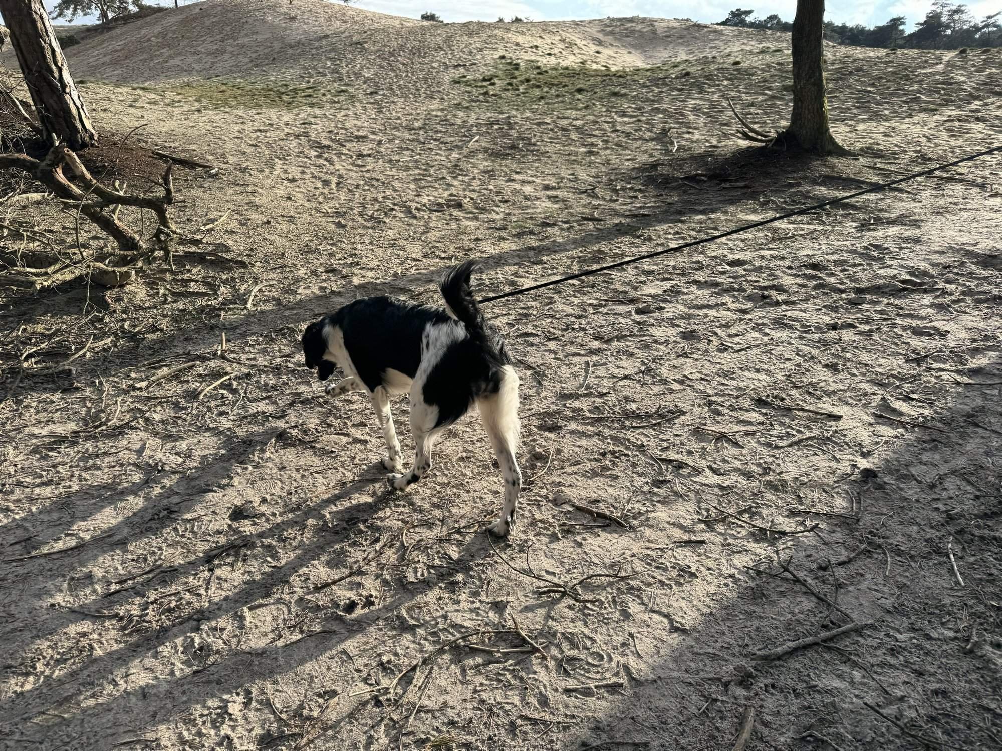 Tuigje of halsband voor je hond?
