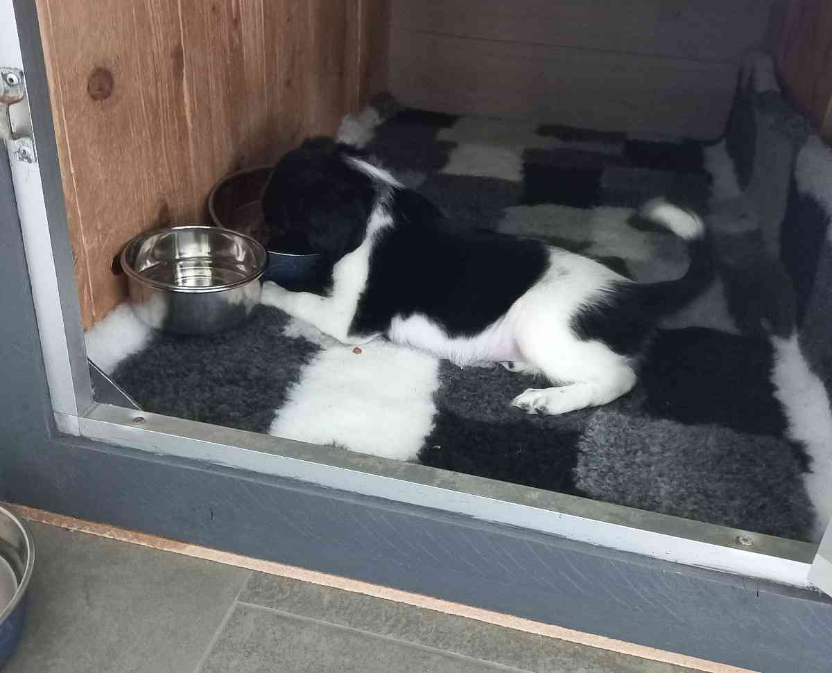 Vetbed voor hond