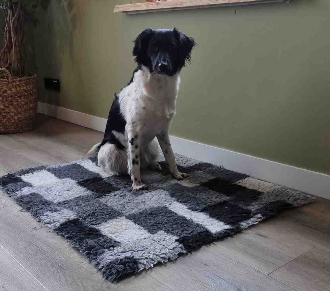 Toepassing van een vetbed voor hond