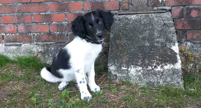 Puppy halsbandje van goede kwaliteit aanschaffen