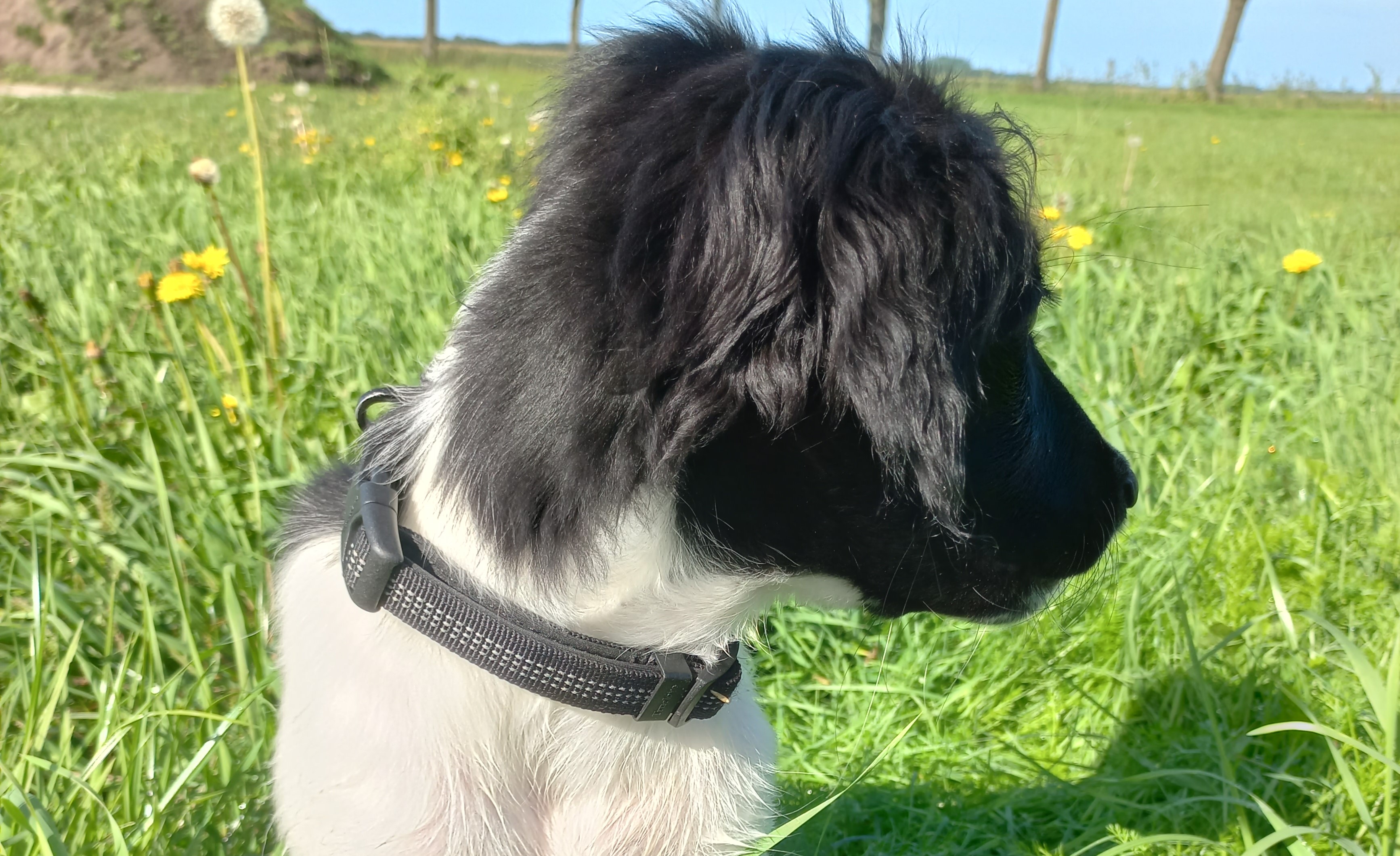 Waarop letten bij aanschaf puppy halsband