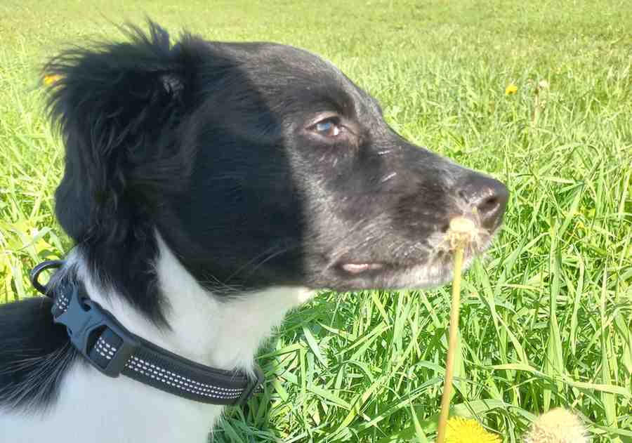 Combinatie puppy halsband en riem