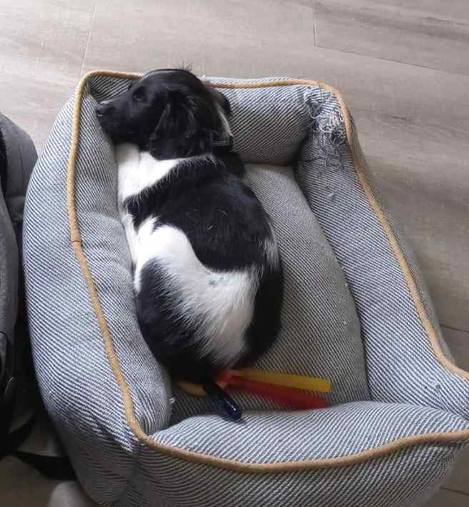 Het formaat van de puppy mand