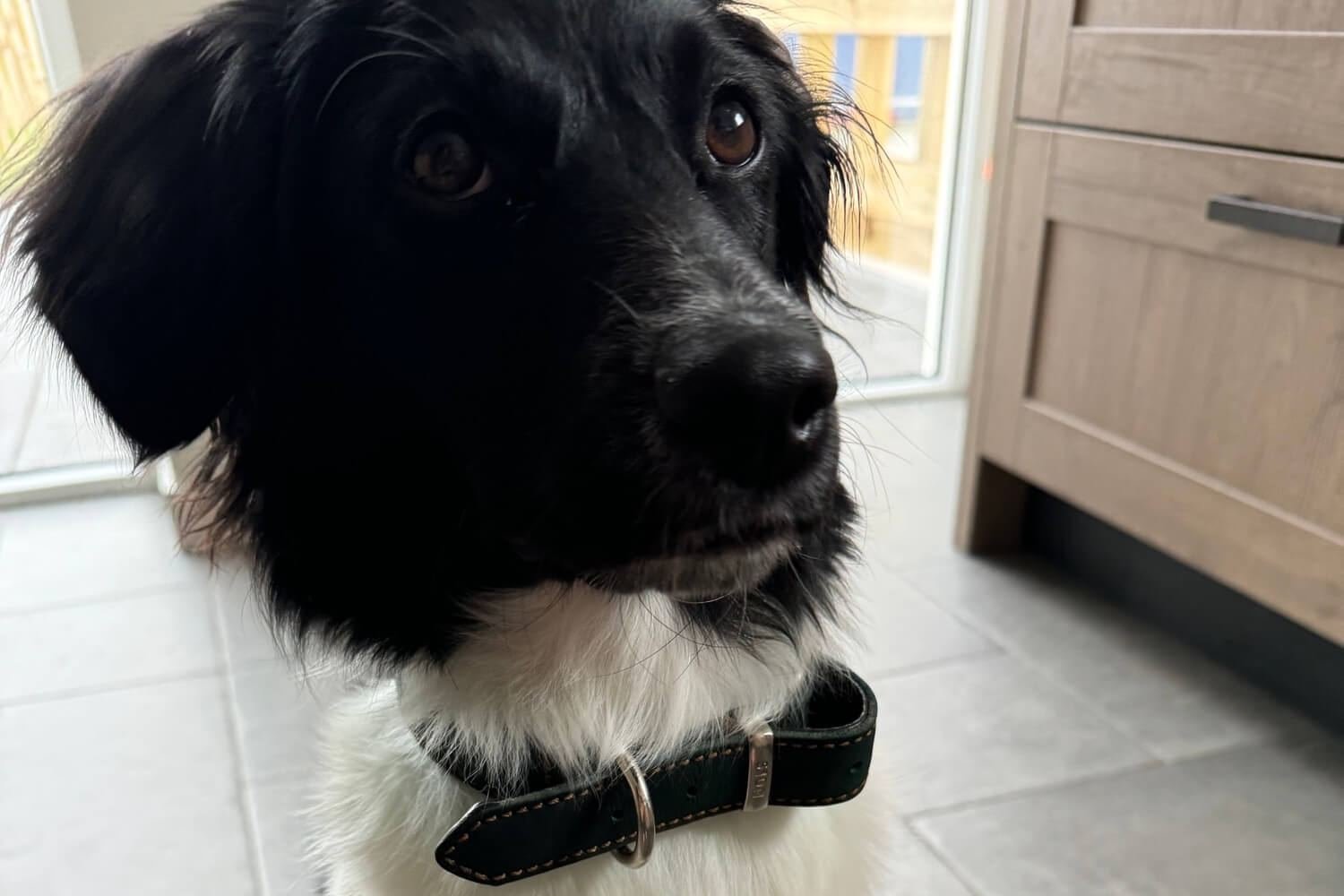 Oren van je hond schoonmaken: zo doe je dat