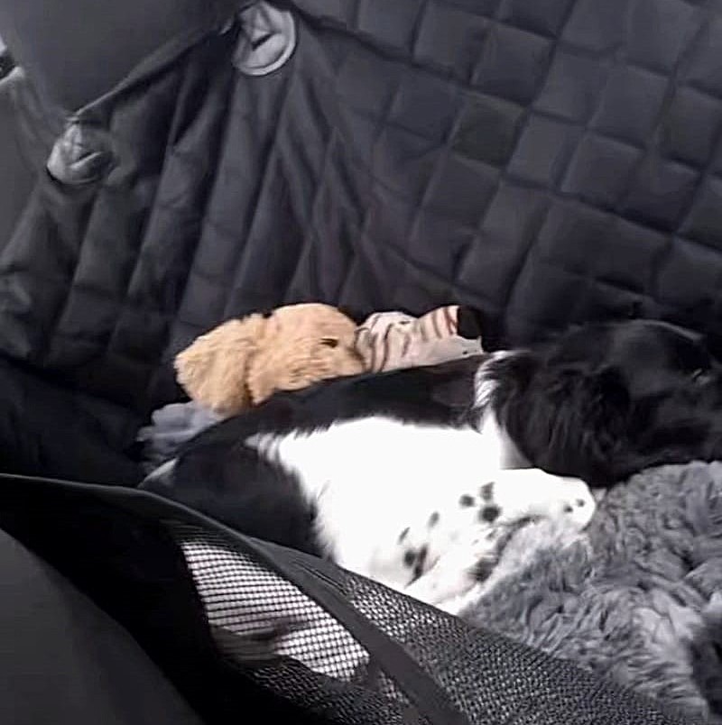 Voor- en nadelen van een autodeken voor hond