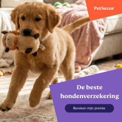 Preventie: zo bescherm je jouw hond het hele jaar door