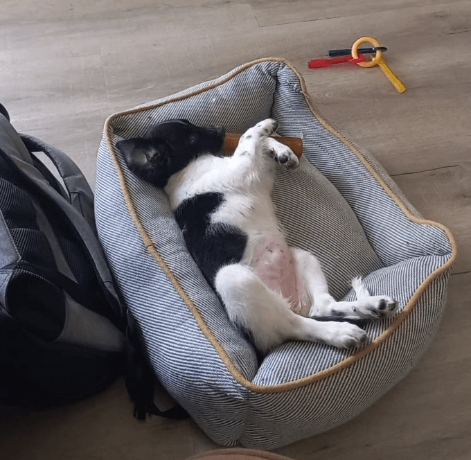 Kleine hondenmand