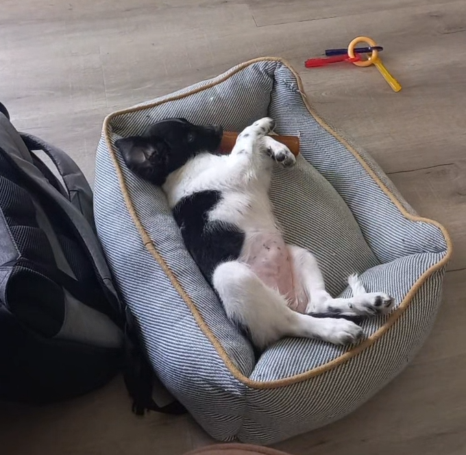 Kleine hondenmand