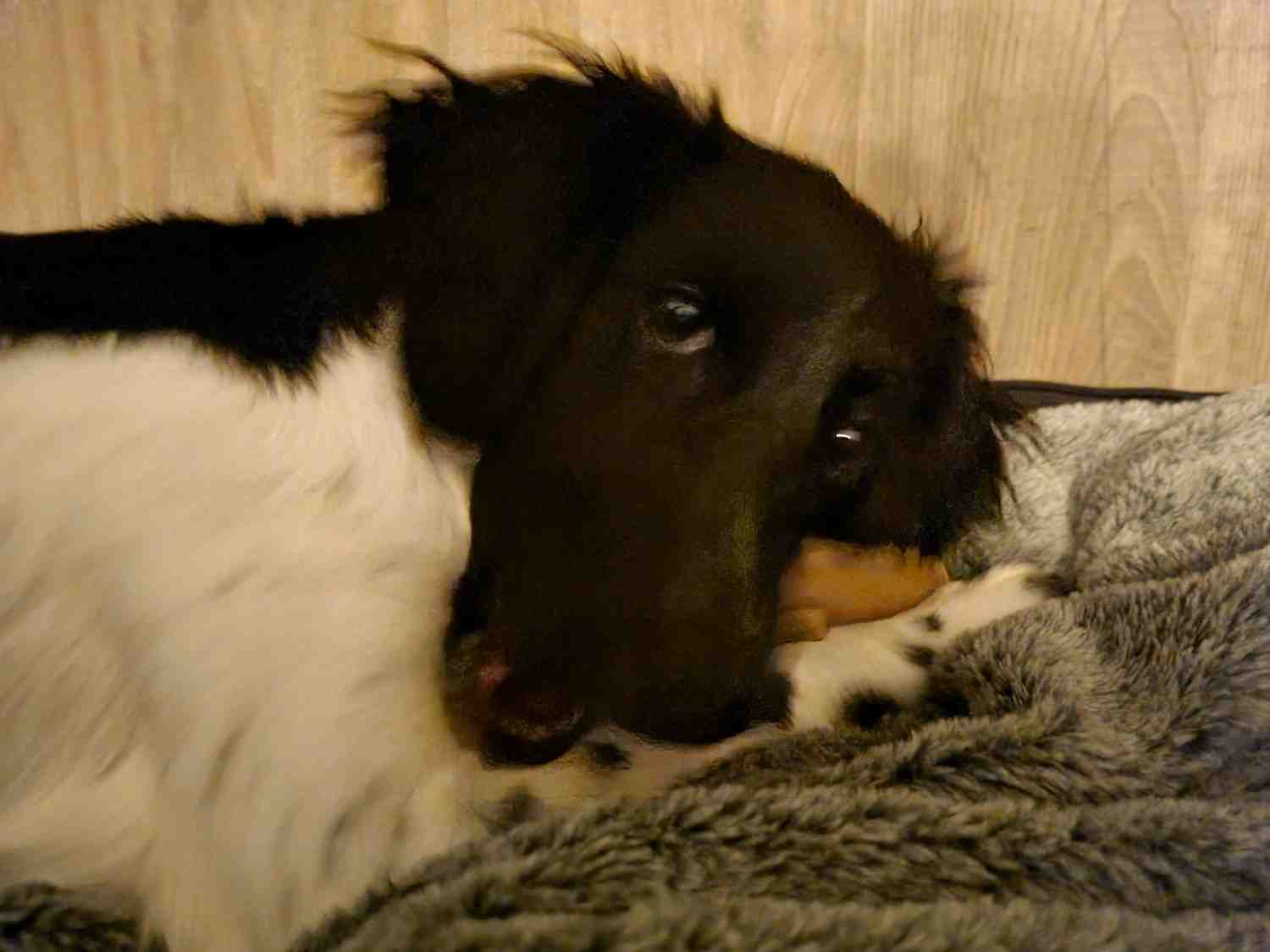 Gedroogde runderhuid