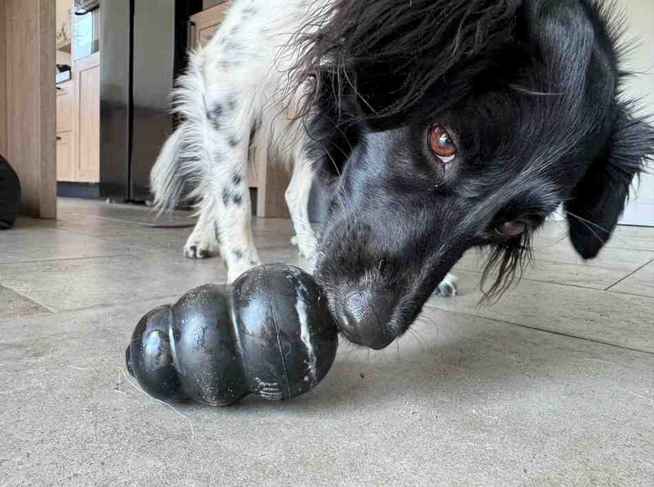 KONG easy treat