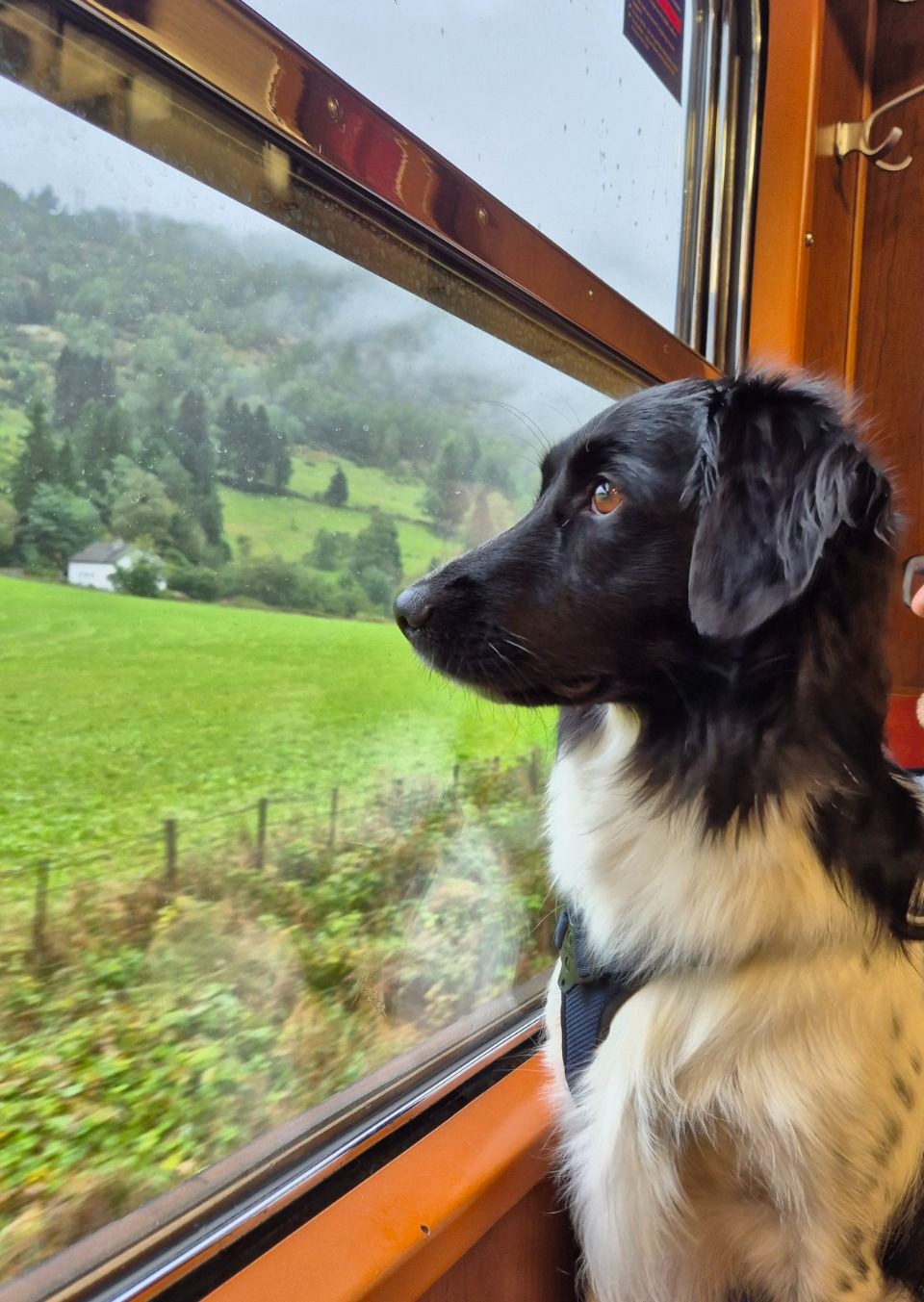 Flåmsbana met hond
