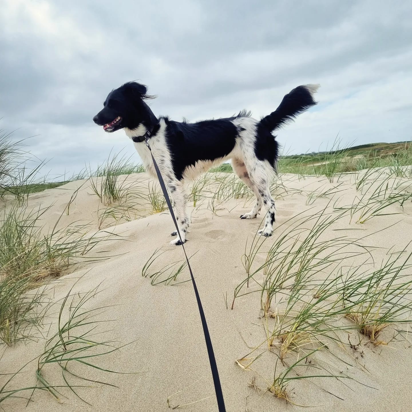 Hond los laten lopen: waar mag het en hoe komt hij altijd terug?