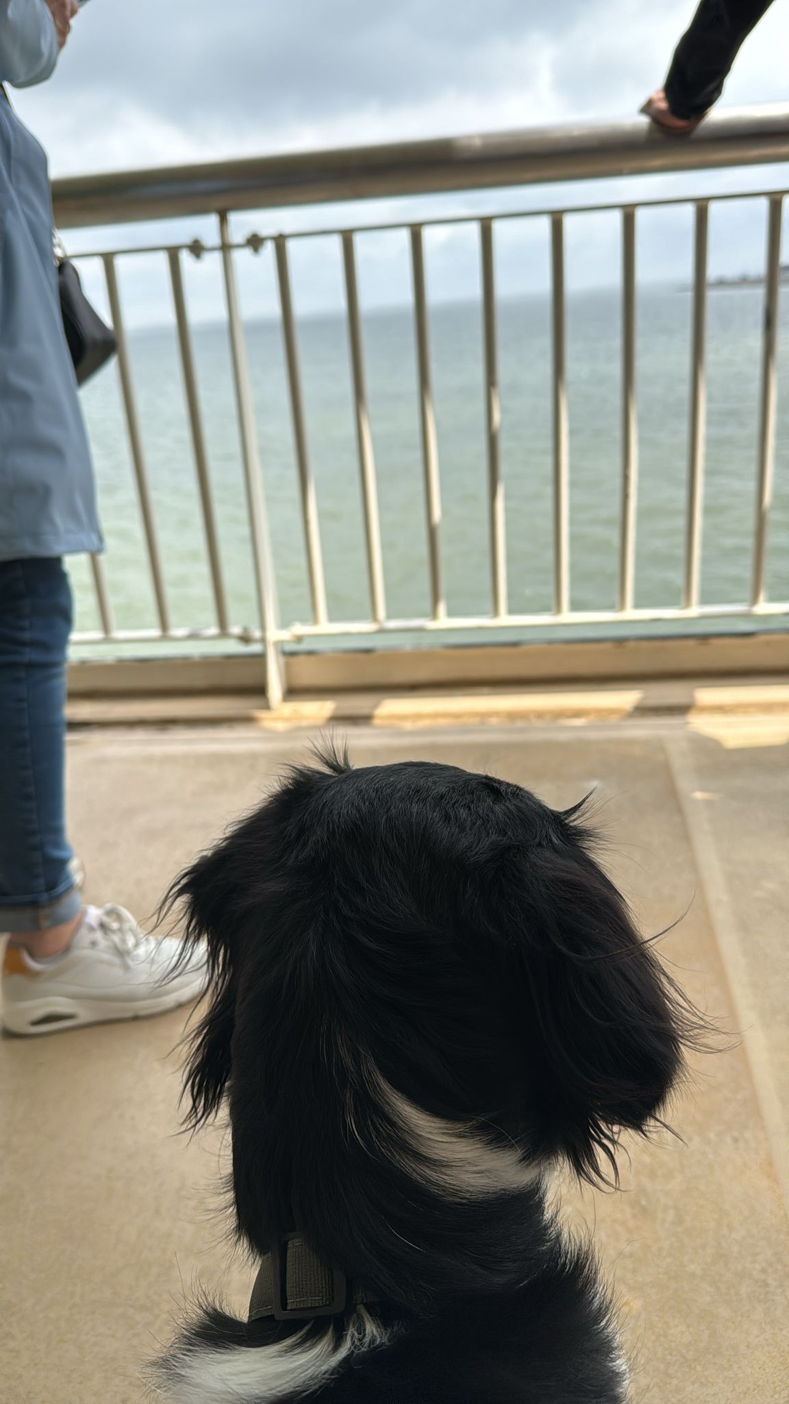 Vakantie Texel met hond