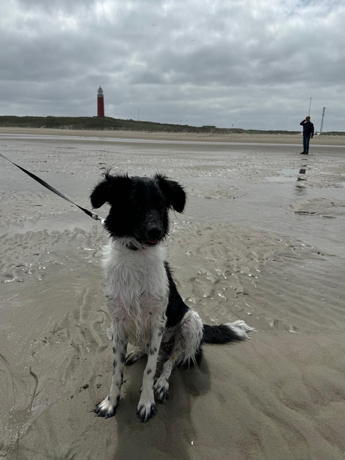 Loslopen met een jachthond, kan dat?