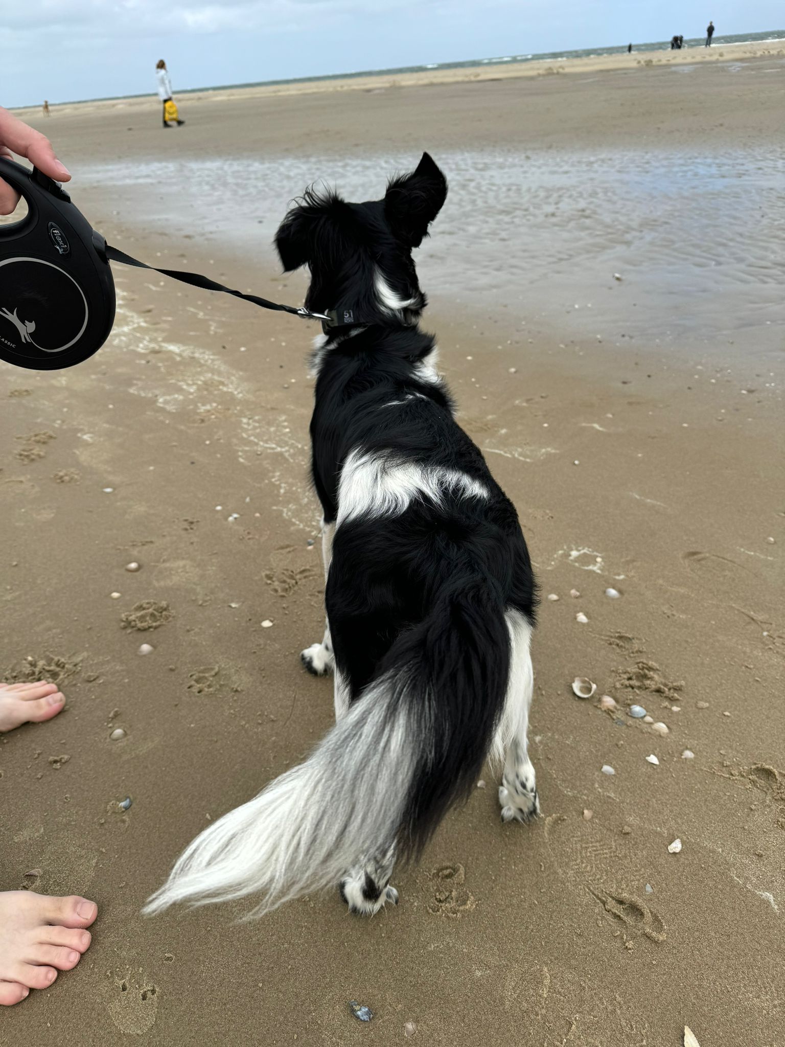 Vakantie Texel met hond